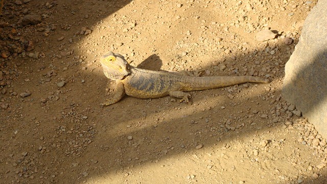 Free Iguana Lizard photo and picture