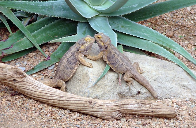 Free Iguana Lizard photo and picture