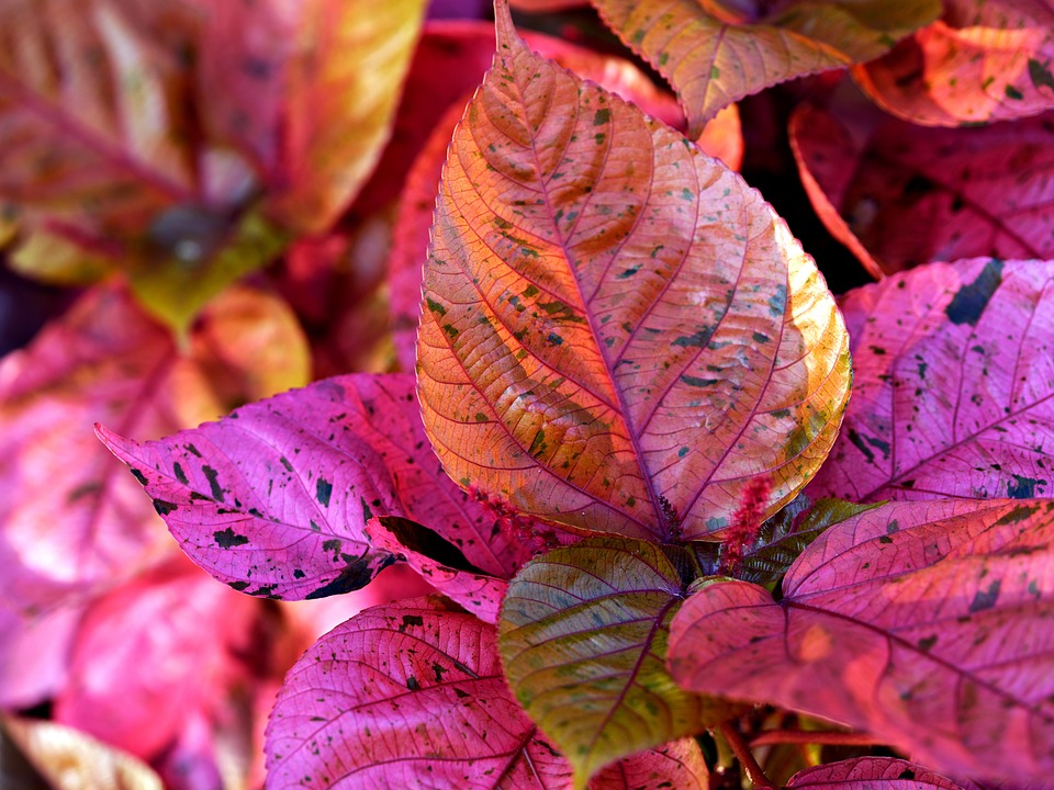 Copper Leaves Flora Plant Free photo on Pixabay Pixabay
