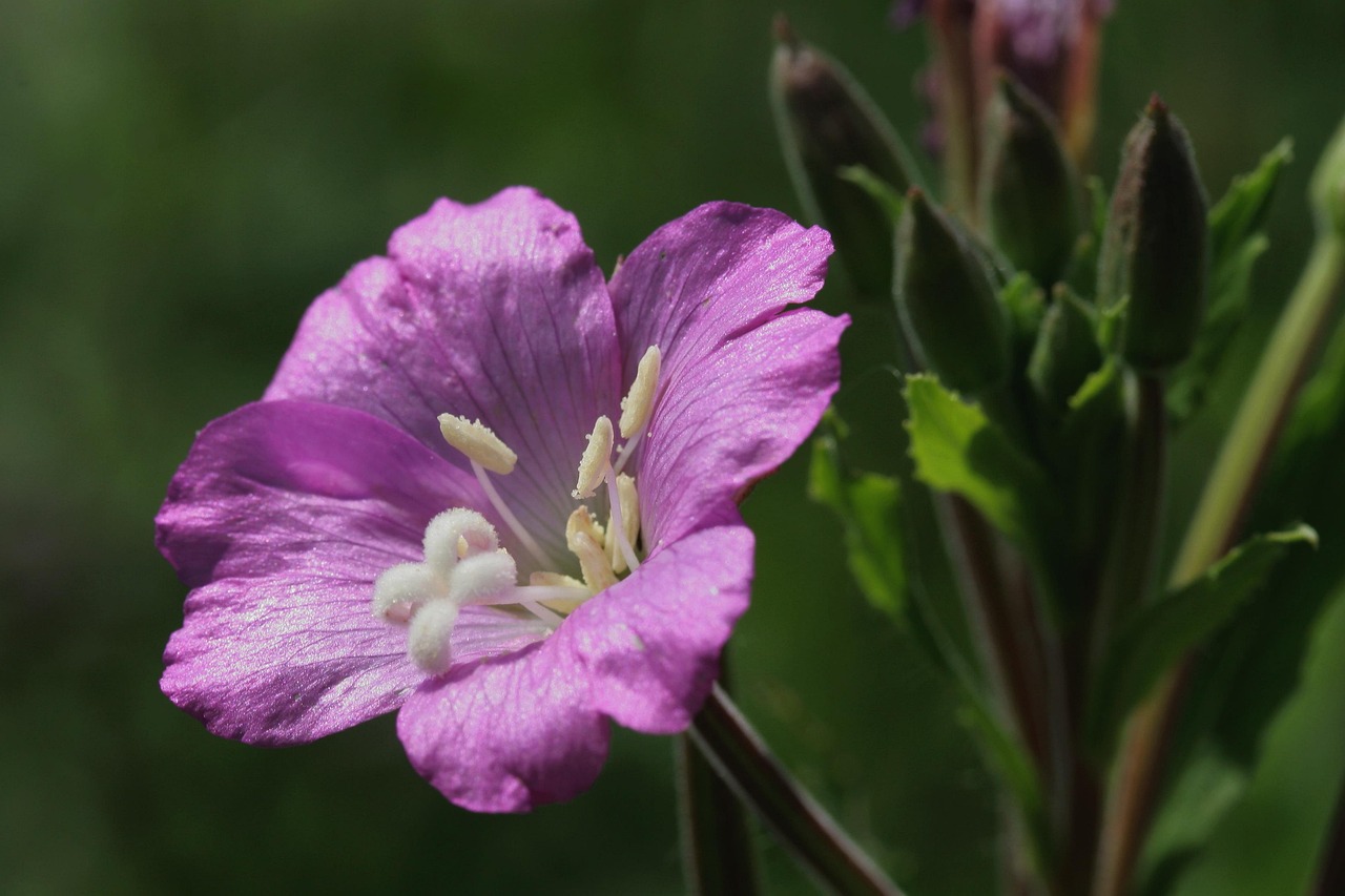 Download free HD stock image of Epilobium Blossom Free Epilobium Blossom photo and picture