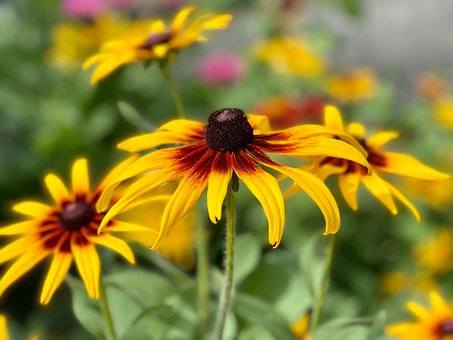 Free Flowers Petals photo and picture