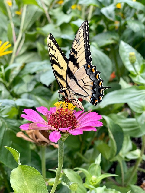 Free Flowers Zinnia photo and picture