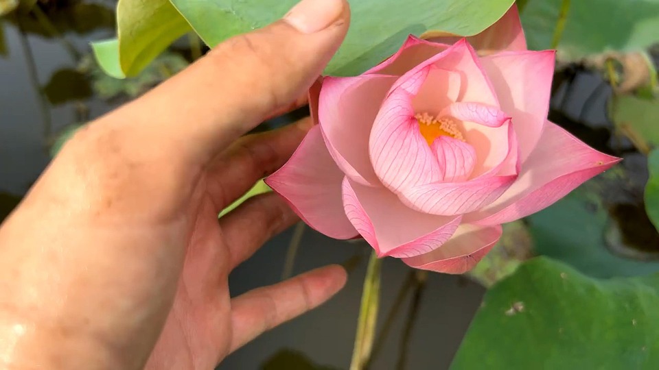 Lotus Flower Vietnam - Free photo on Pixabay - Pixabay