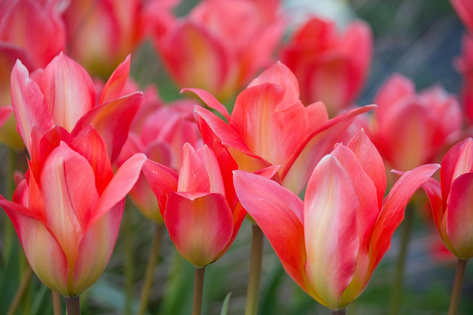 Tulips Flower Bed Free photo on Pixabay