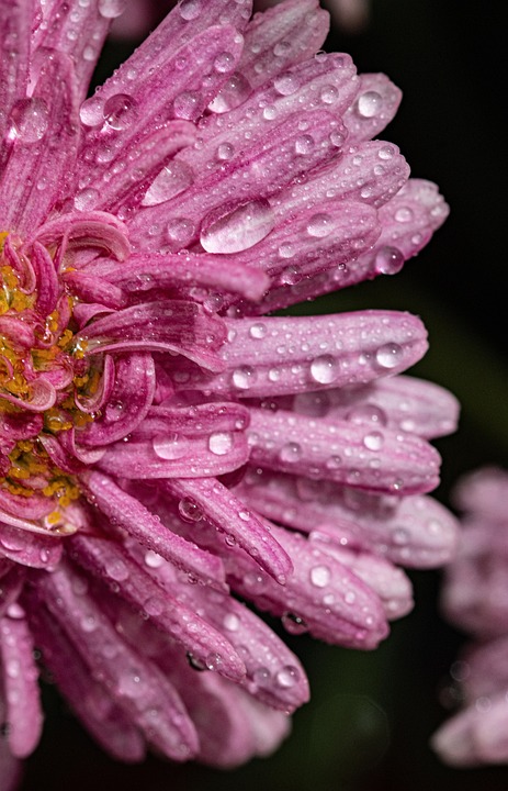 flower-7361975_960_720.jpg