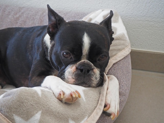 Free Animal Dog photo and picture