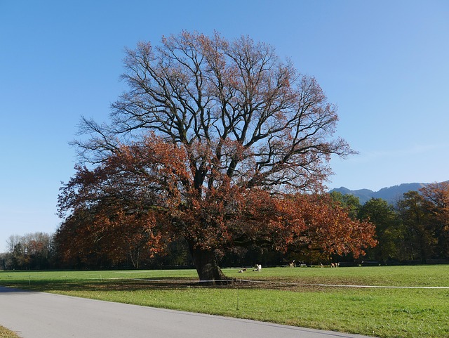 Free Oak Fall photo and picture