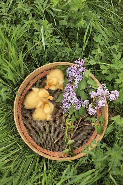 Free Duck Flower photo and picture