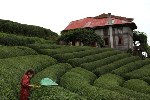 Free Fields Tea photo and picture