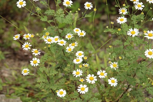 Free Flower Dd photo and picture