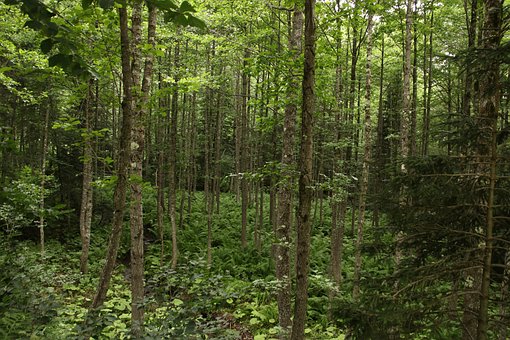 Free Forest Trees photo and picture