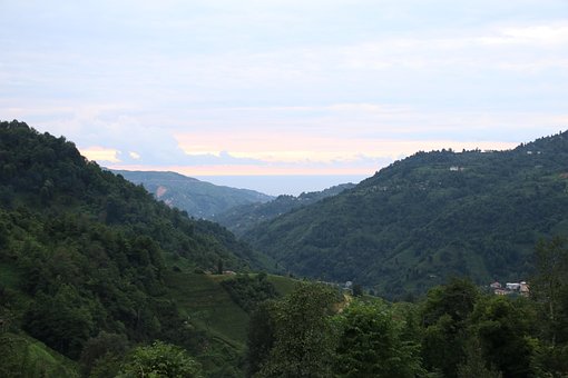 Free Trees Woods photo and picture