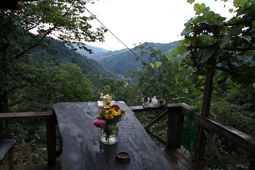 Free View Nature photo and picture