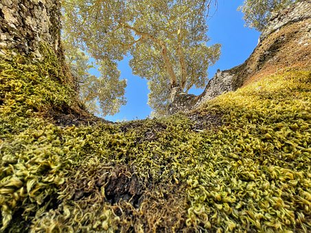 Encina, Mos, Natuur, Landschap, Forest