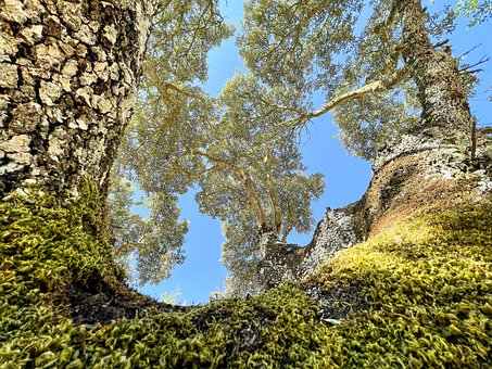Encina, Mos, Natuur, Landschap, Forest