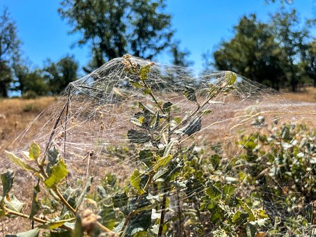 Web, Ecosysteem, Biodiversiteit, Eik
