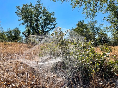 Web, Ecosysteem, Biodiversiteit, Eik