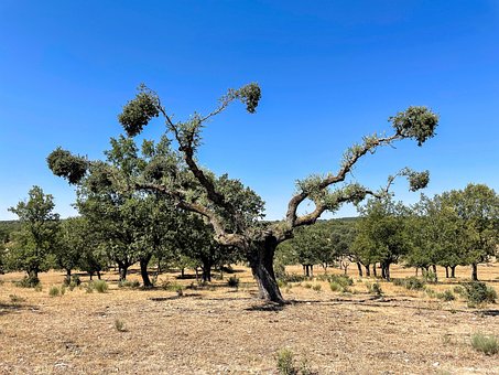 Encina, Quercus, Eikels, Forest, Boom
