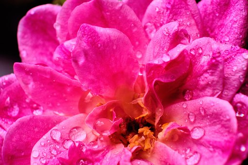 Blume, Rose, Tau, Nebel, Blütenblatt