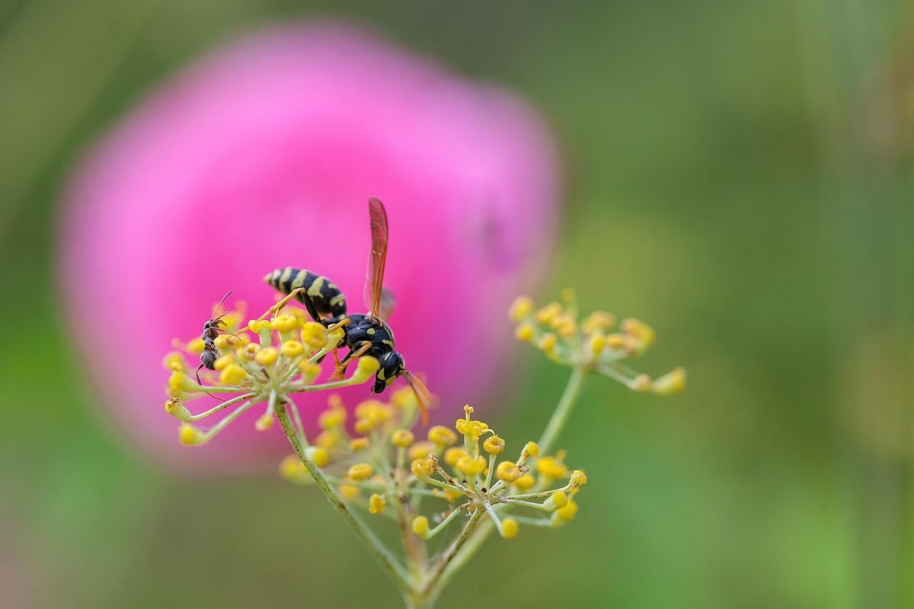 Wasp Insect Fennel - Free photo on Pixabay - Pixabay