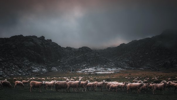 Får, Flok, Husdyr, Græsgange, Uld