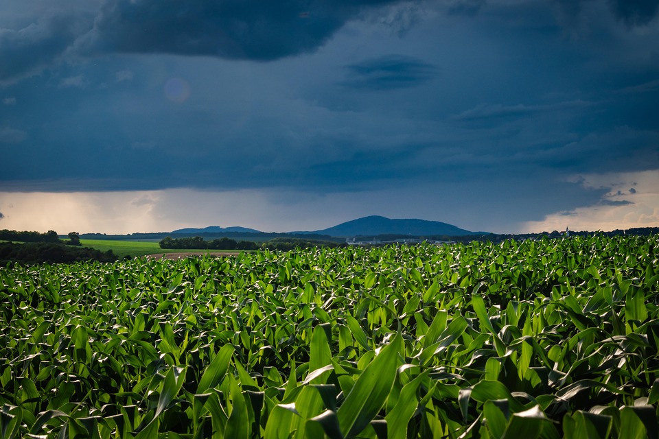 field-7362965_960_720.jpg
