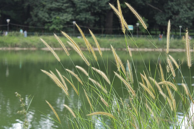 Entstehend Vegetation Pflanzen - Kostenloses Foto auf Pixabay - Pixabay