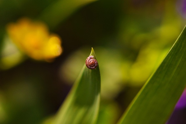 Schnecke, Blumentapete, Blatt