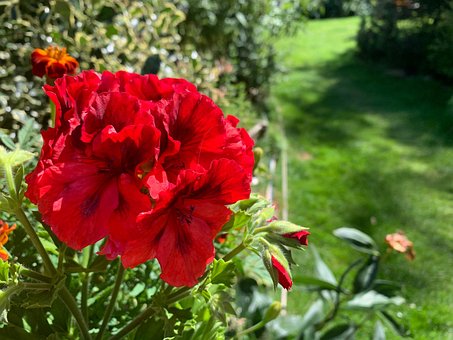 Free Bloom Flowers photo and picture