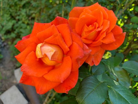Free Flowers Bloom photo and picture