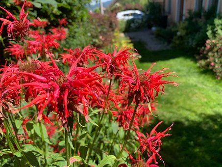 Free Bloom Flowers photo and picture