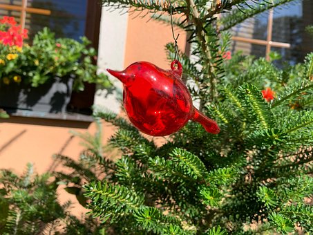 Free Bird Red photo and picture