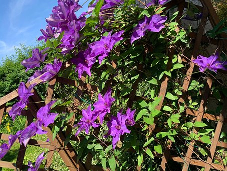 Free Bloom Nature photo and picture