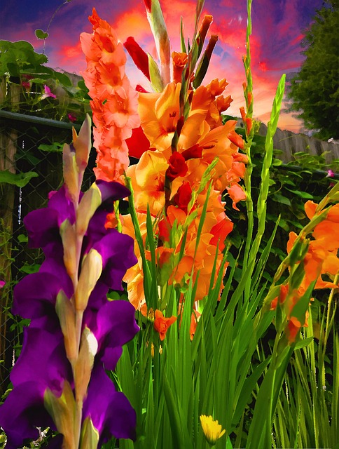 Blomstre, Natur, Gladius