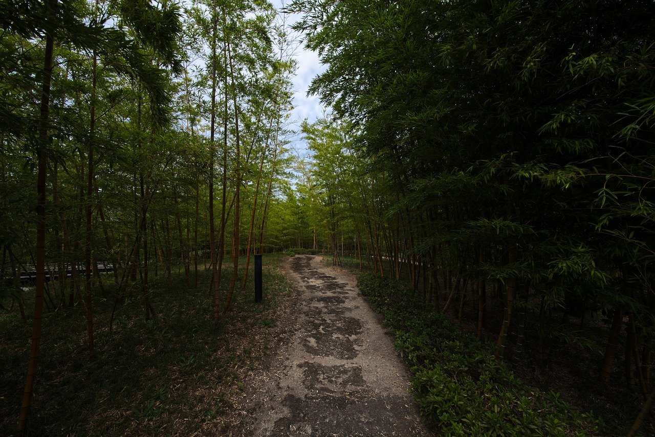 Bambus Wald Weg - Kostenloses Foto auf Pixabay