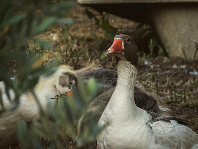 Free Duck Garden photo and picture