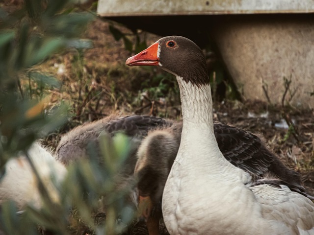Free Duck Bird photo and picture