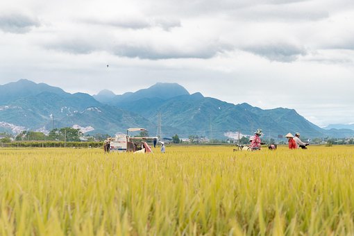 Free Paddy Work photo and picture