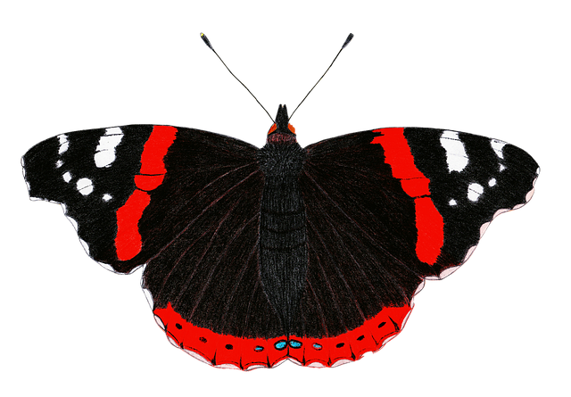 Free butterfly drawing admiral illustration