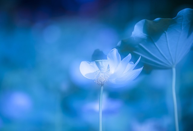 Free Lotus Summer photo and picture