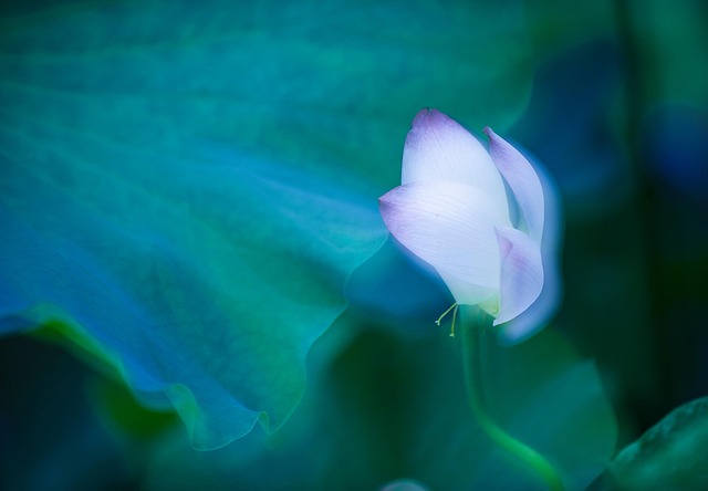 Free Summer Lotus photo and picture