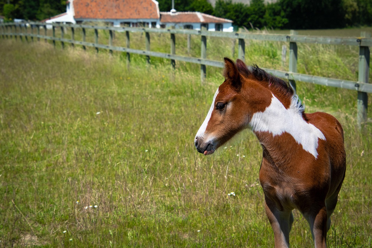 Horse - free online jigsaw puzzle photo