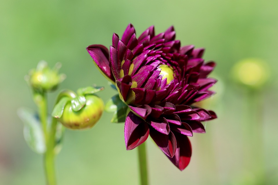 ダリア ダリアの花 つぼみ Pixabayの無料写真