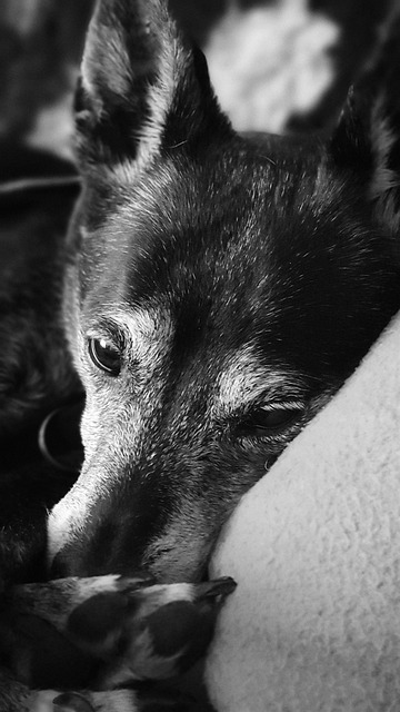 Free Dog Animal photo and picture