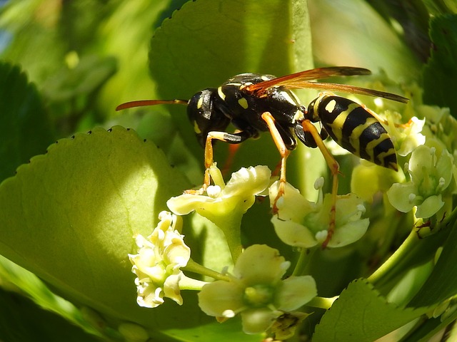 Wespe, Insekt, Natur, Tier, Blätter