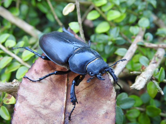Käfer, Insekt, Natur, Tierwelt, Laub