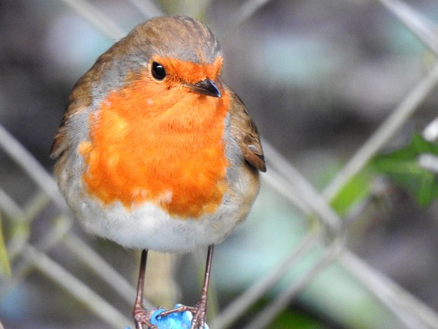Tierwelt, Vogel, Gemeines Rotkehlchen