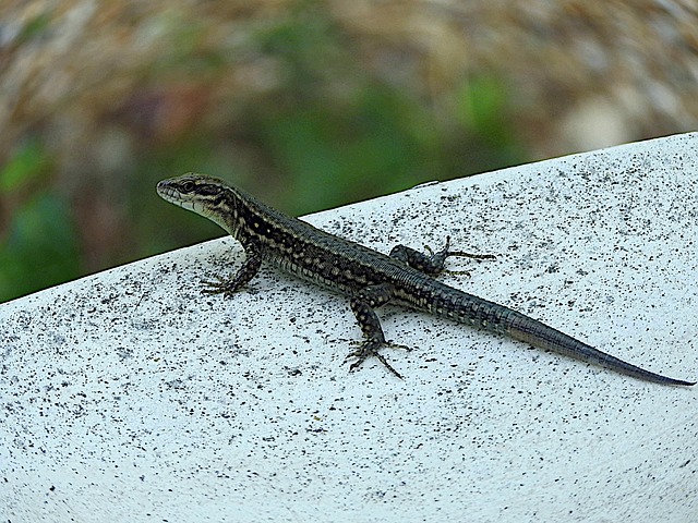 Tierwelt, Tier, Eidechse, Reptil