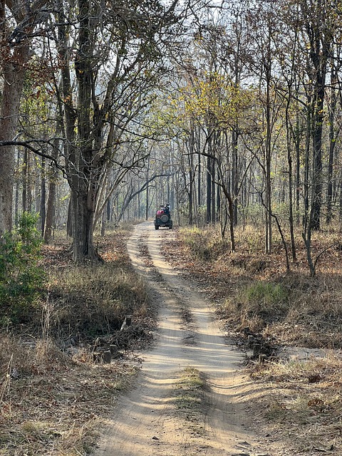 Free Safari Forest photo and picture