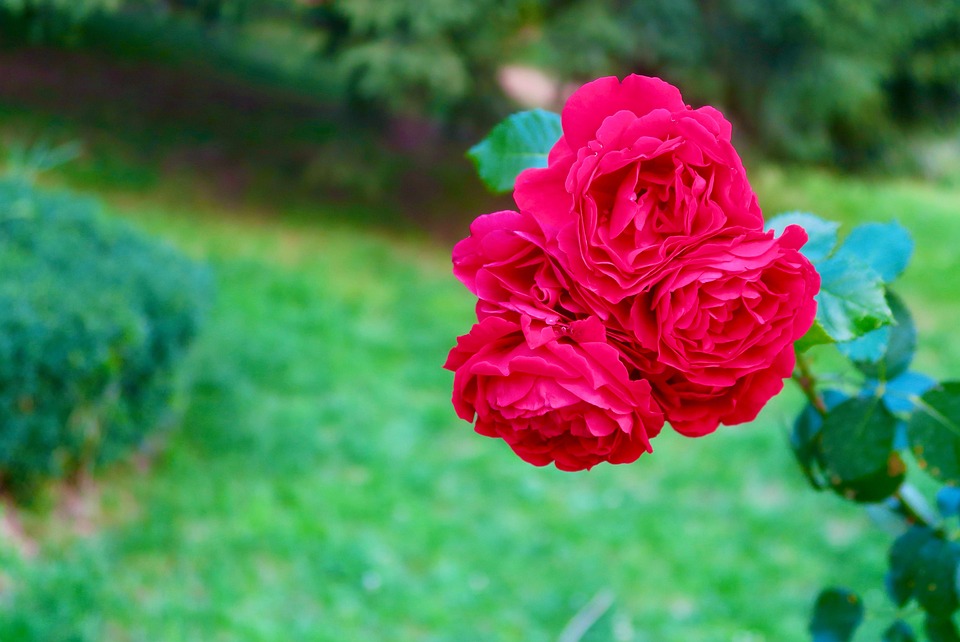 flower-7365519_960_720.jpg